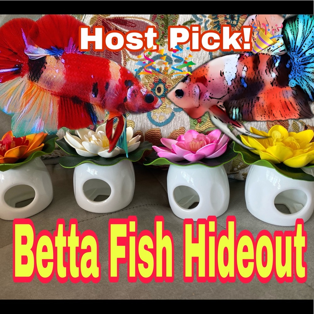 Host pick!🎉Betta floating hideout